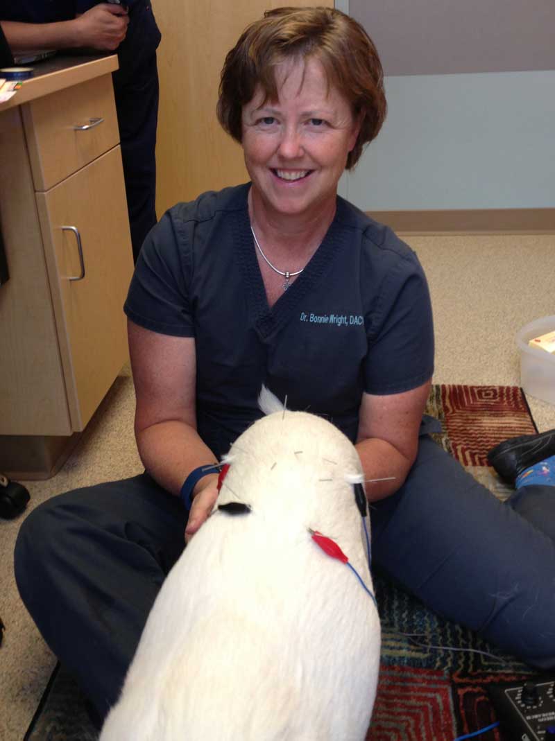 Dr. Bonnie Wright, DVM, DACVAA, treating Pixie Dust with acupuncture