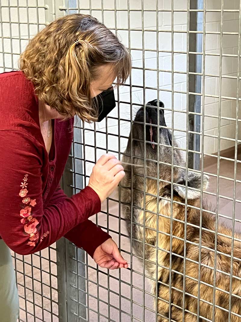 Dr. Bonnie Wright, DVM, DACVAA, treating a hyena with acupuncture